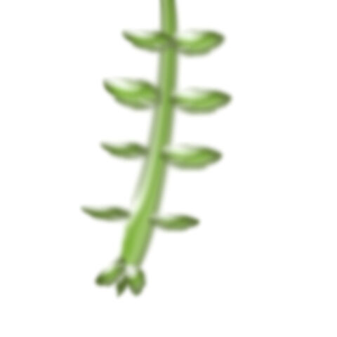 File:Vine.jpg