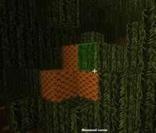 Creativerse Beeswax on Weepwood27