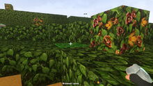Creativerse Wildwood flowers regrow0011