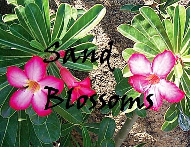 File:Sand Blossoms.jpg