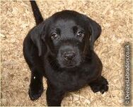 Lab dog