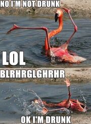 Drunk-MEME