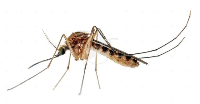 File:Mosquitoes Culex-mosquito-white-background.jpg
