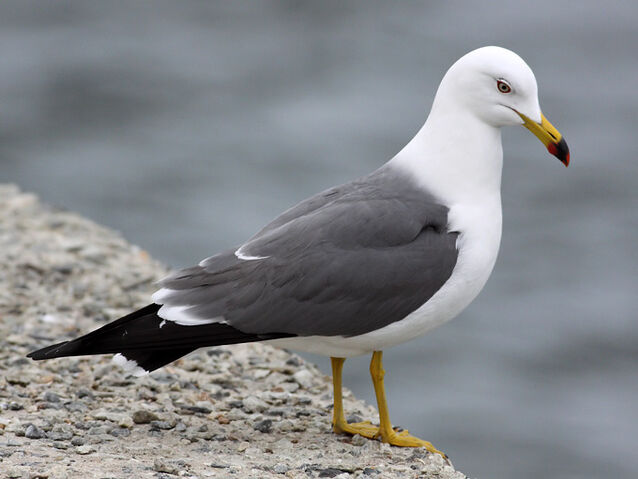 File:Black-tailed-Gull TE-2.jpg