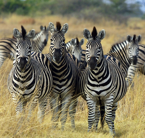 File:Zebra.png