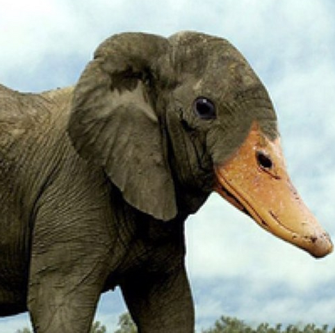 File:ELEPHANT DUCK.png