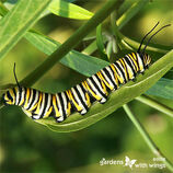 CATTAPILLAR