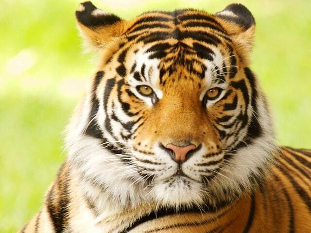 File:Bengal-tiger-why-matter 7341043.jpg