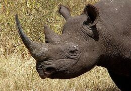6-Amazing-Things-About-Rhinos-and-their-Horns-2
