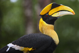 Great-hornbill-perfet