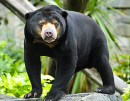 Sun Bear