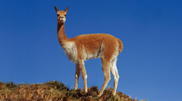 Vicuna-01