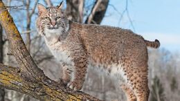 Bobcat-portrait.adapt.945.1