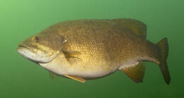 Deep-Water-Smallmouth-Bass