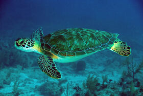 Green-Sea-Turtle-061022-French-Reef-KL-IMG 4313