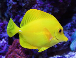 Yellow-tang3