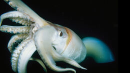 Giant-squid-closeup.ngsversion.1411589806318
