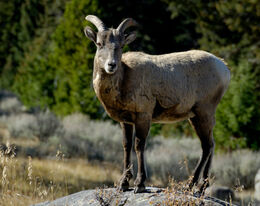 Big Horn Sheep Female