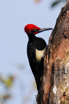 WhiteBelliedWoodpecker