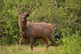 Sambar Deer