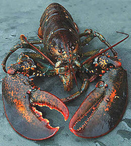 Ar-lobster-02