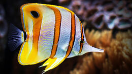 Copperband-butterflyfish1