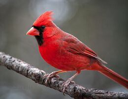 Northern-Cardinal-Birds-images-Desktop-Widescreen