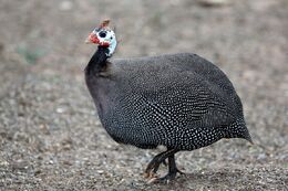 Pearl-guinea-fowl-2
