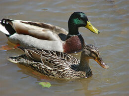 MallardDucks