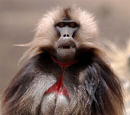 Gelada-baboon-ethiopia