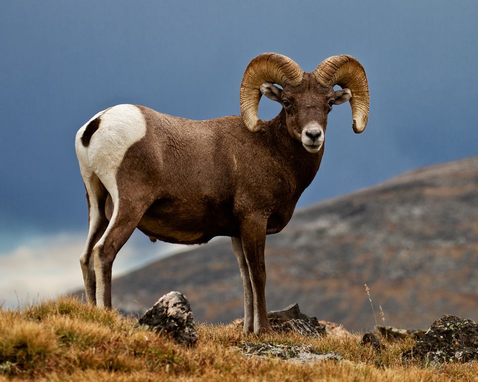 bighorn-sheep-creatures-of-the-world-wikia-fandom-powered-by-wikia