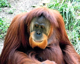 Orangutan5