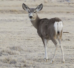 2012-mule-deer-female