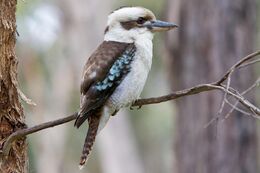 Kookaburra-010