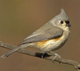 Tufted titmouse 1