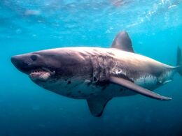 Salmon shark ENH