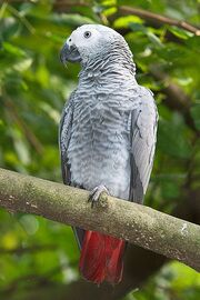 Grey Parrot