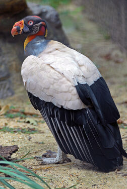 Sarcoramphus papa -National Zoo -Washington -USA-8a
