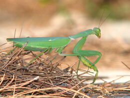 Mantis-greece-alonisos-0a