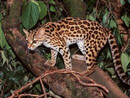 Margay-05