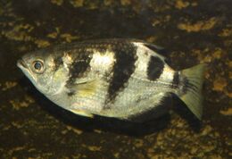 ArcherFish01