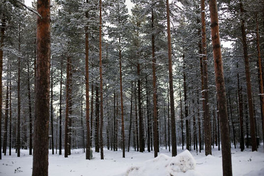 Hyperborean?