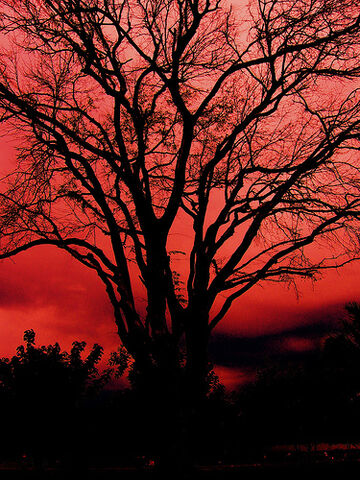 File:Old Devil Tree 老妖树.jpg