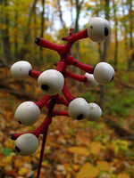 Actaea-pachypoda