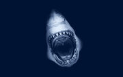 Shark-attack-art