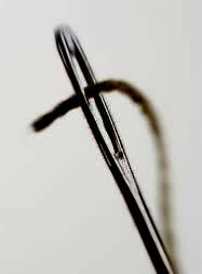 Needle