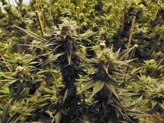 Marijuana-1281540 1280