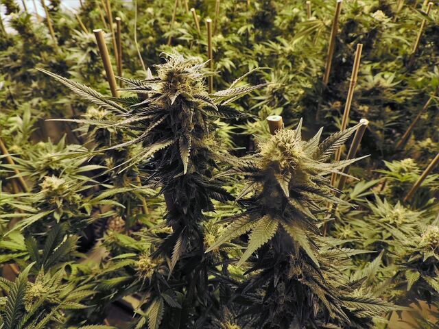 Datei:Marijuana-1281540 1280.jpg