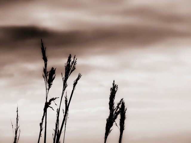 File:8 blades by jannyman22-d5i7e17.jpg