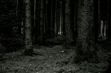Wald-0